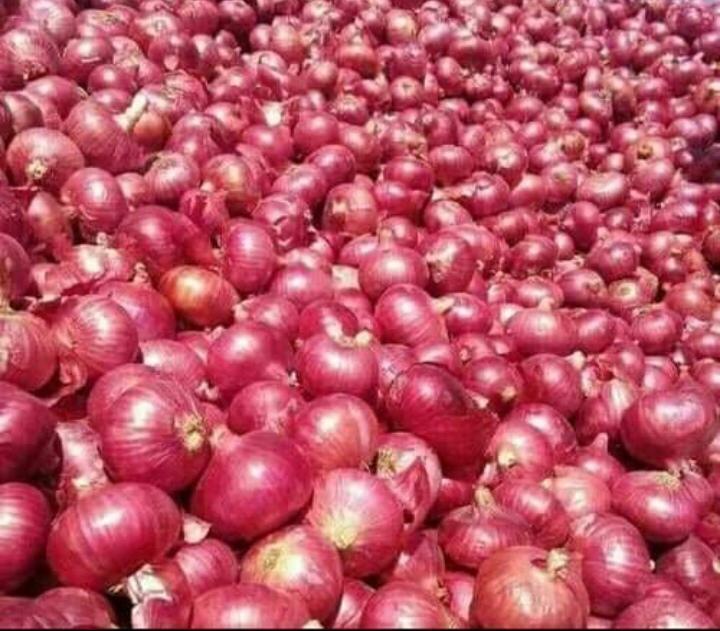 Product image - 20 ton red/golden onion (FOB)